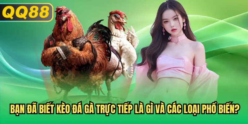 Bạn đã biết kèo đá gà trực tiếp là gì và các loại phổ biến?