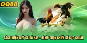 Cách Nhận Biết Gà Đá Hay