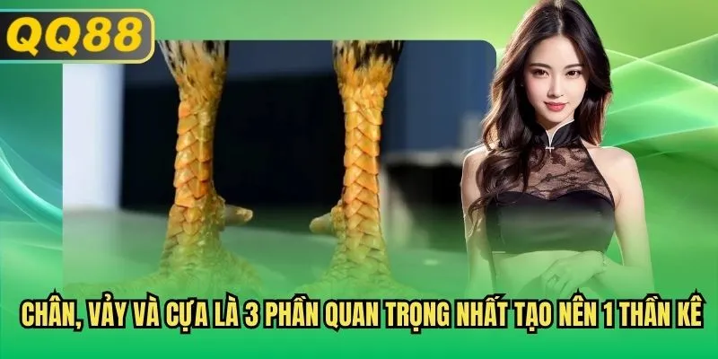 Chân, vảy và cựa là 3 phần quan trọng nhất tạo nên 1 thần kê