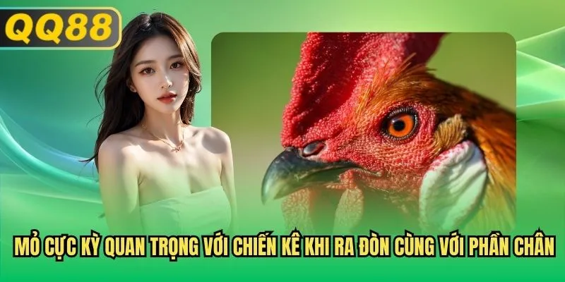 Mỏ cực kỳ quan trọng với chiến kê khi ra đòn cùng với phần chân