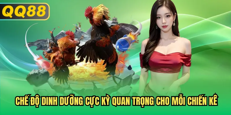 Chế độ dinh dưỡng cực kỳ quan trọng cho mỗi chiến kê