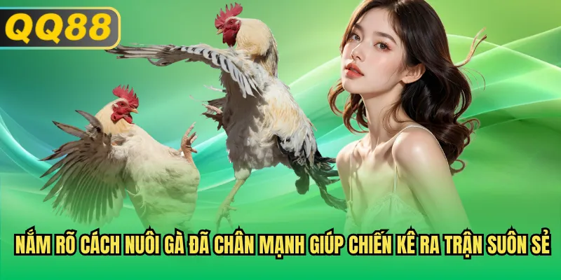 Nắm rõ cách nuôi gà đã chân mạnh giúp chiến kê ra trận suôn sẻ